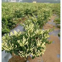 金银花苗 开封金银花苗 金银花种植苗基地供应 江正中药材