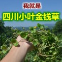 四川新货金钱草500g100g小叶金钱草清/石茶胆囊肾输尿管膀胱