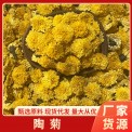 亳韵谯品 陶菊 散装批发 菊花 量大价优 徽州黄菊 桃菊500克