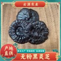 野生纯天然中长短腿林下江西紫灵芝零售源头货源产地支持一 件批发