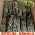 安徽霍山新鲜铁皮石斛鲜条粗条500g五年生正品正宗安徽中药材批发